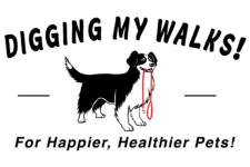 Digging My Walks dog with red leash